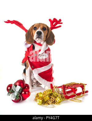Chien beagle et, in front of white background Banque D'Images