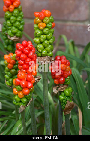 Le mûrissement rouge, vert et jaune des petits fruits sauvages, sur l'arum cuckoo pint ou lords and ladies, Arum maculatum, Berkshire, juin Banque D'Images