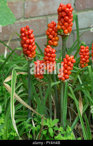 Fruits rouges bien mûrs ou des baies sauvages, sur l'arum cuckoo pint ou lords and ladies, Arum maculatum, Berkshire, juin Banque D'Images