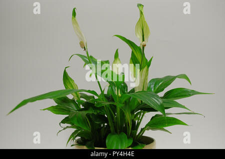 Plante araignée Wallis, paisible décoratif dans un pot sur un fond blanc en provenance de Colombie et du Venezuela Banque D'Images