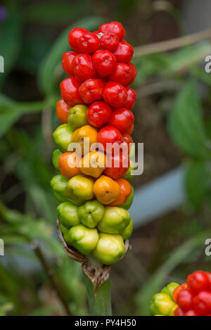 Le mûrissement rouge, vert et jaune des petits fruits sauvages, sur l'arum cuckoo pint ou lords and ladies, Arum maculatum, Berkshire, juin Banque D'Images