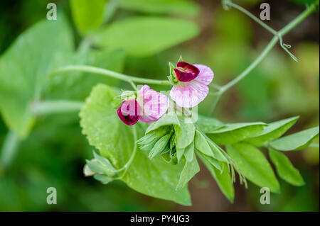 Fleurs de pois rose fleur sur une plante de pois. Banque D'Images