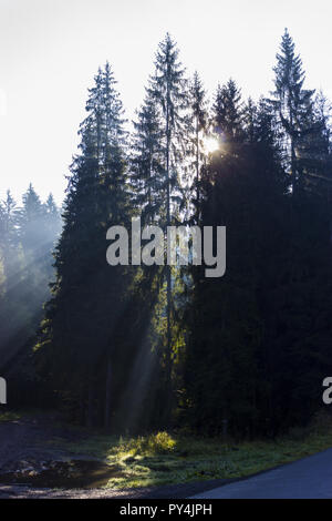 Les rayons du soleil pénètrent à travers les arbres et éclairer le chemin et un bassin d'eau. Banque D'Images