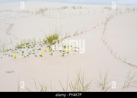 Primrose Oenothera Drummondii plage, sur les dunes de sable blanc de l'île Moreton, Moreton Bay, Queensland, Australie Banque D'Images