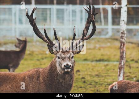 Beau jeune cerf avec de grandes cornes sur le territoire de la réserve. Il est en train de préparer pour la moisson de sa belle corne. Belle la faune Les animaux Banque D'Images