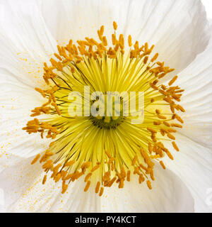 Alpin blanc coquelicot, Papaver alpinum, Close up Banque D'Images