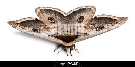 La plus grande espèce européenne, le géant Peacock Moth, Saturnia pyri, in front of white background Banque D'Images