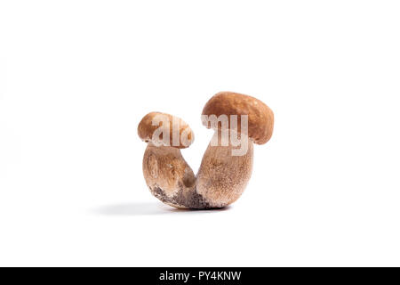 Récolté à l'automne des champignons comestibles double cèpes (Boletus edulis) connu sous le nom de champignons porcini isolé sur fond blanc. Banque D'Images