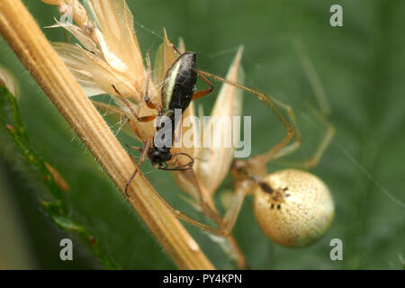 Pithanus maerkelii punaises mirides pris dans un spiders web. Tipperary, Irlande Banque D'Images