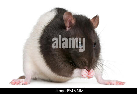 Rat de fantaisie, 1 ans, in front of white background Banque D'Images
