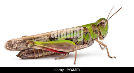 Grasshopper in front of white background Banque D'Images