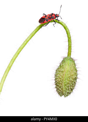 La matricaire inodore, Corizus hyoscyami, on poppy in front of white background Banque D'Images