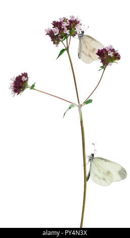 Bois Blanc, Leptidea sinapis, sur l'origan in front of white background Banque D'Images