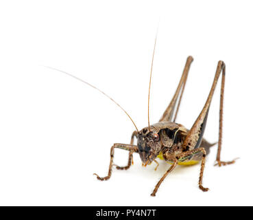 Bouclier mâle-back, Platycleis tessellata Katydid, in front of white background Banque D'Images