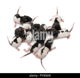 Portrait d'un groupe de bébés rats fantaisie sleeping in front of white background Banque D'Images