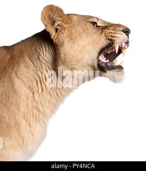 Lionne, Panthera leo, 3 ans, snarling in front of white background Banque D'Images