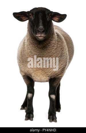 Moutons Suffolk femelle, Ovis aries, 2 ans, in front of white background Banque D'Images