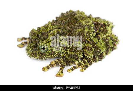 Theloderma corticale moussue, Grenouille, également connu sous le nom de grenouille, ou moussus vietnamiens Tonkin Bug-eyed Grenouille, against white background Banque D'Images