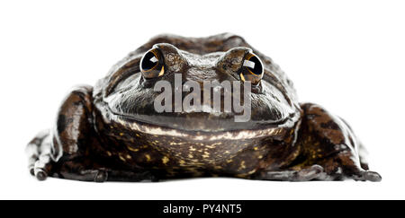 American Bullfrog ou ouaouaron, Rana catesbeiana, portrait contre fond blanc Banque D'Images