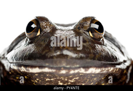 American Bullfrog ou ouaouaron, Rana catesbeiana, portrait et close up against white background Banque D'Images