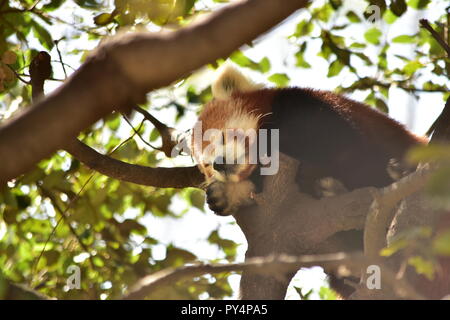 Le panda rouge à Barcelone Banque D'Images