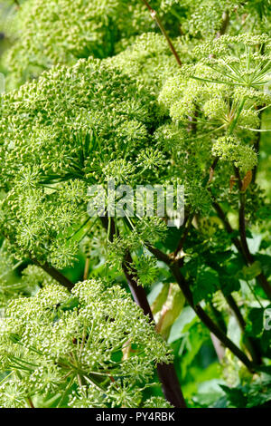 Close-up of Angelica archangelica, l'angélique, le céleri sauvage, norvégien angelica capitules Banque D'Images