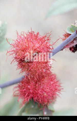 Gall, connue pour être la rose bedeguar galle, Robin's pincushion, ou moss gall est causée par une vésicule hyménoptère Diplolepis rosae, wasp Banque D'Images