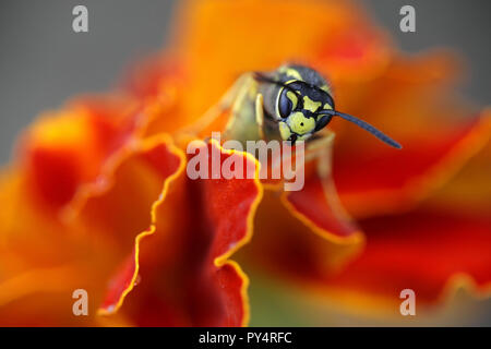 Guêpe Vespula germanica, Allemand ou Allemand yellowjacket Banque D'Images