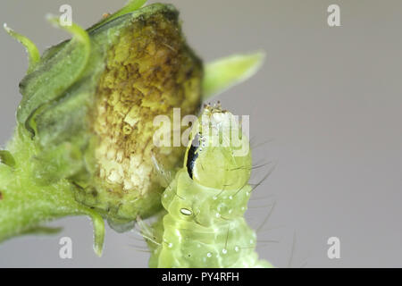 L'argent y pêcher ou gamma, etc.). Autographa gamma, Caterpillar se nourrissant de tansy Banque D'Images