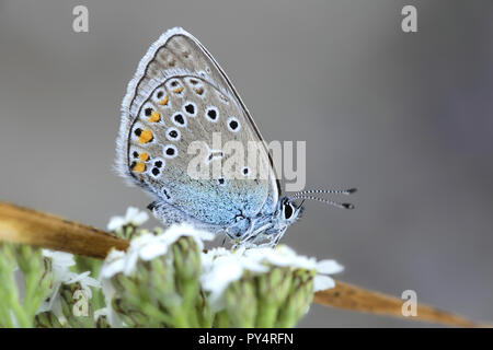 Amanda's Blue Butterfly, Polyommatus amandus Plebeius ou Banque D'Images