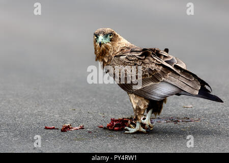 Bateleur avec un kill, l'alimentation sur la route Banque D'Images