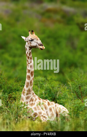 Girafe femelle couché pendant un jour pluvieux, étés frais Parc National de Pilansberg. Giraffa camelopardalis Banque D'Images