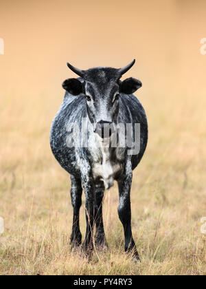 Gris blanc vache dans un champ, en face et regardant le spectateur, full body. Nguni Banque D'Images