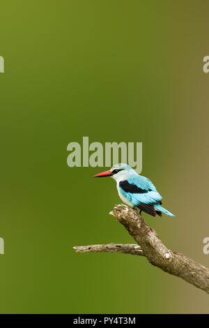 Woodlands adultes kingfisher perché sur une branche, un bon nombre d'exemplaire de l'espace. Halcyon senegalensis Banque D'Images