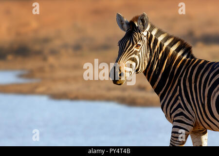 Portrait d'un zèbre dans la lumière dorée à l'abreuvoir. Equus quagga Banque D'Images