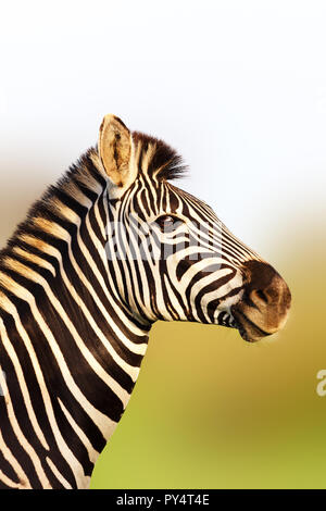 Zebra portrait dans la lumière du soleil d'or doux avec une posture verticale. Equus quagga. Le Parc National Kruger Banque D'Images