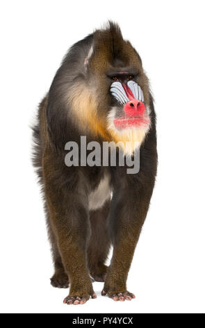 , Mandrill Mandrillus sphinx, 22 ans, primat de l'Ancien Monde monkey family against white background Banque D'Images