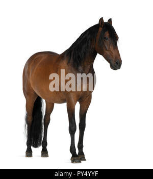 Rocé horse against white background Banque D'Images