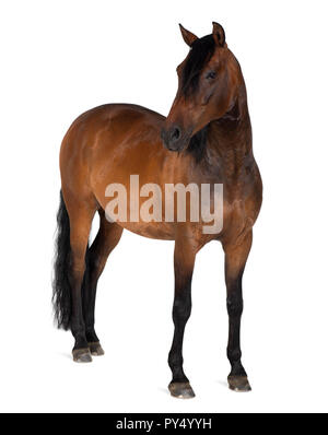 Race mixte de l'espagnol et de l'Arabian Horse, 8 ans, standing against white background Banque D'Images