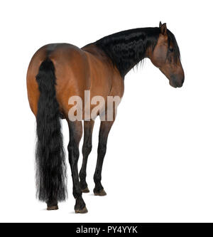 Rocé horse against white background Banque D'Images