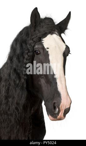 Portrait de Shire Horse against white background Banque D'Images