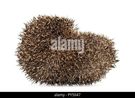 Hedgehog se recroquevilla contre fond blanc Banque D'Images