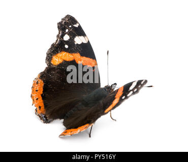 Vieux, endommagées, papillon amiral rouge Vanessa atalanta, against white background Banque D'Images