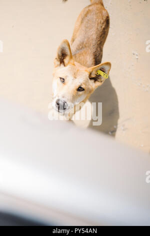 La plus pure race de Dingo sur Fraser Island en Australie Banque D'Images