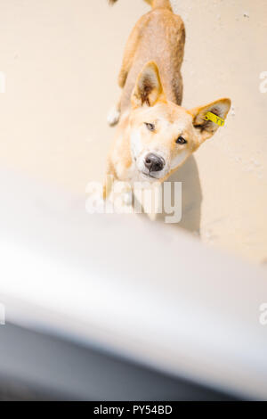 La plus pure race de Dingo sur Fraser Island, Australie Banque D'Images