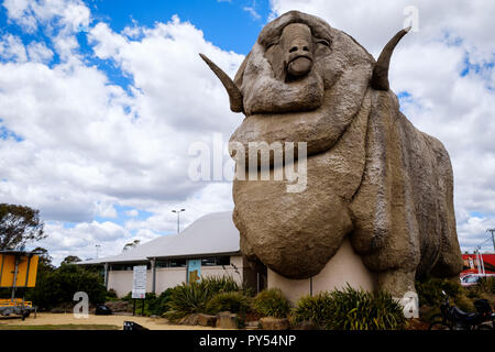 Le grand mouton mérinos en Goulburn, New South Wales, Australie Banque D'Images