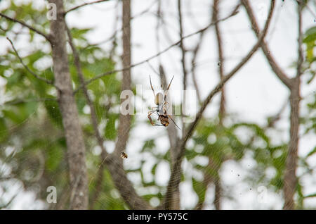 Golden Orb weaver dévorant une cigale pris dans son site web sur l'image. Cliché pris sur le mont Tibrogargan dans le sud-est du Queensland. Banque D'Images