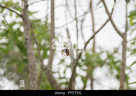 Golden Orb weaver dévorant une cigale pris dans son site web sur l'image. Cliché pris sur le mont Tibrogargan dans le sud-est du Queensland. Banque D'Images