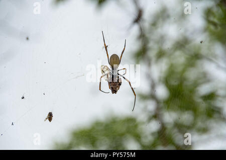 Golden Orb weaver dévorant une cigale pris dans son site web sur l'image. Cliché pris sur le mont Tibrogargan dans le sud-est du Queensland. Banque D'Images