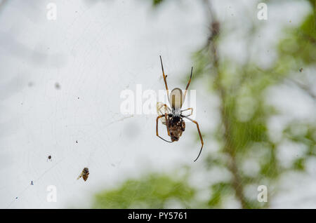 Golden Orb weaver dévorant une cigale pris dans son site web sur l'image. Cliché pris sur le mont Tibrogargan dans le sud-est du Queensland. Banque D'Images